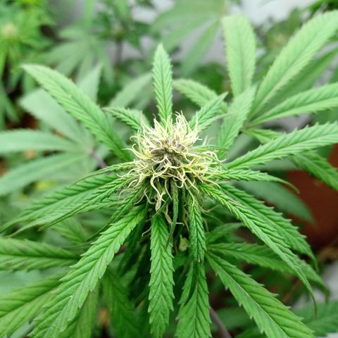 MK 1 growlog timeline photo