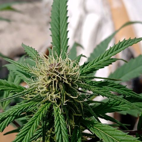 MK 1 growlog timeline photo