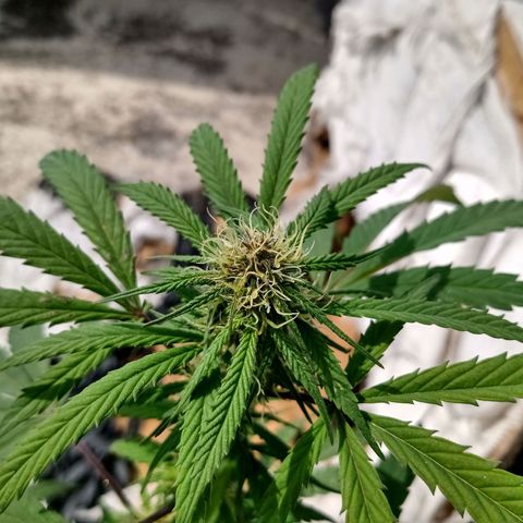 MK 1 growlog timeline photo