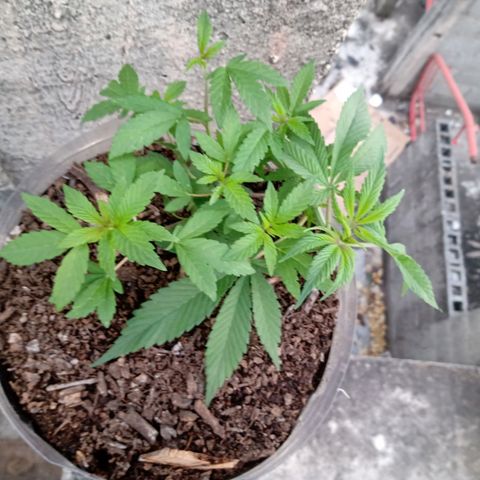 PYK  growlog timeline photo