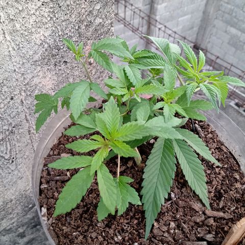 PYK  growlog timeline photo