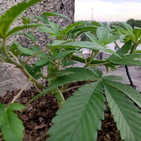 PYK  growlog timeline photo