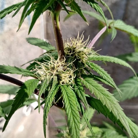 MK 1 growlog timeline photo