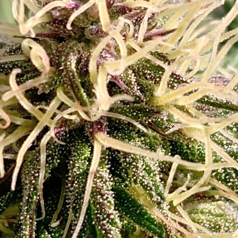 MK 1 growlog timeline photo