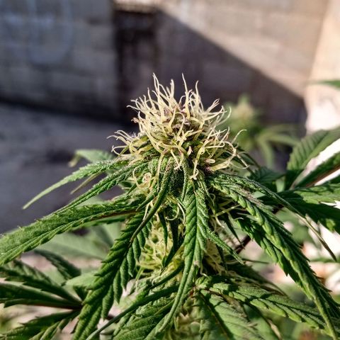 MK 1 growlog timeline photo