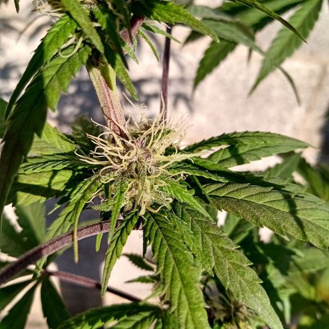 MK 1 growlog timeline photo