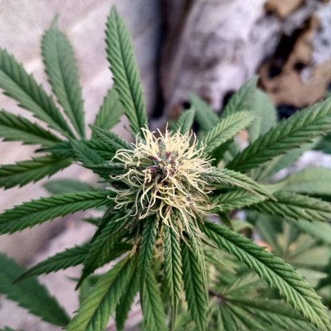 MK 1 growlog timeline photo