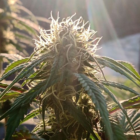 MK 1 growlog timeline photo