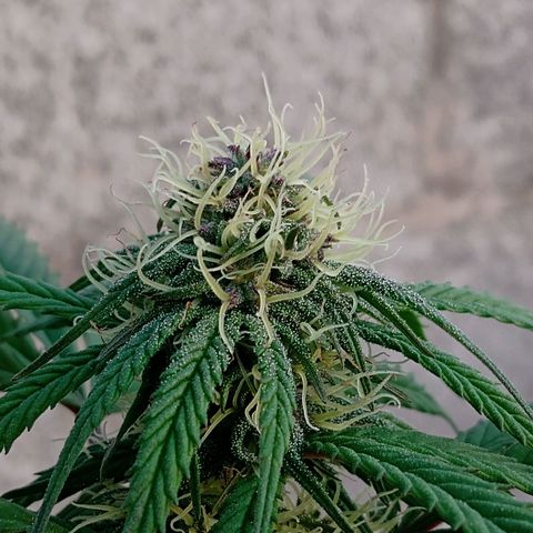 MK 1 growlog timeline photo