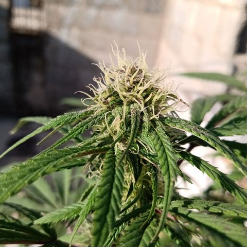 MK 1 growlog timeline photo