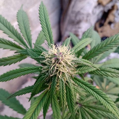 MK 1 growlog timeline photo