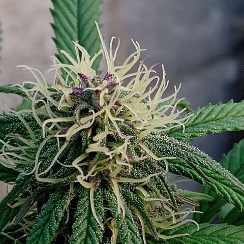 MK 1 growlog timeline photo