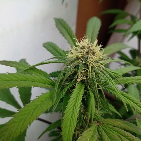 MK 1 growlog timeline photo