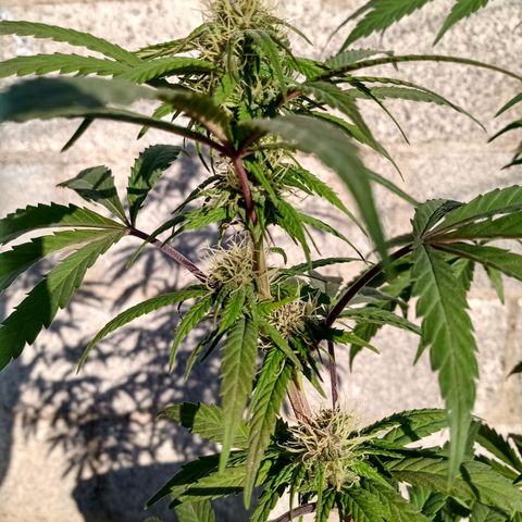 MK 1 growlog timeline photo