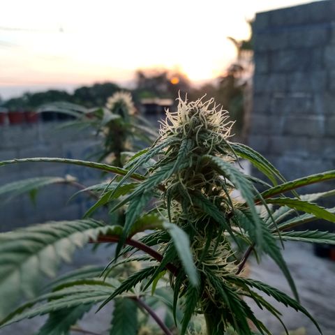 MK 1 growlog timeline photo