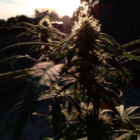 MK 1 growlog timeline photo