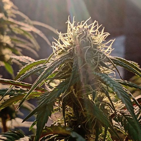 MK 1 growlog timeline photo