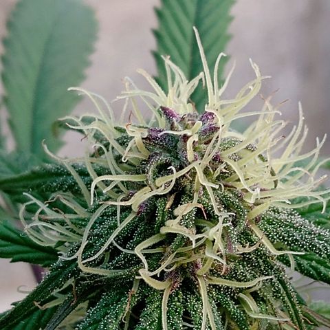 MK 1 growlog timeline photo