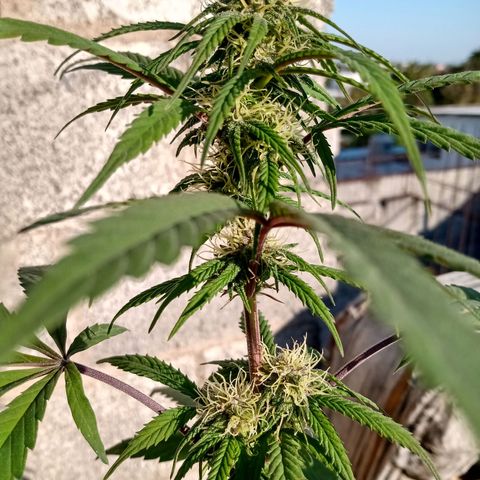 MK 1 growlog timeline photo