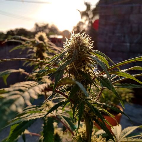 MK 1 growlog timeline photo