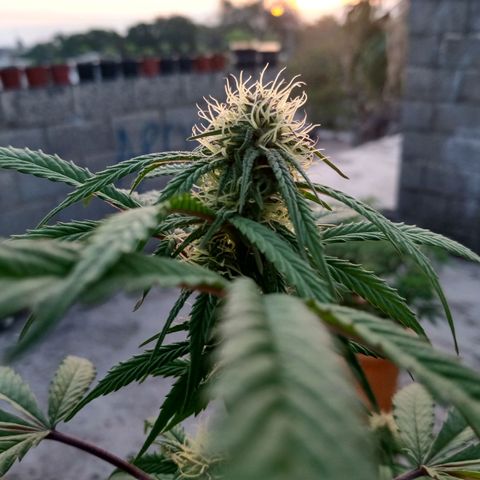 MK 1 growlog timeline photo
