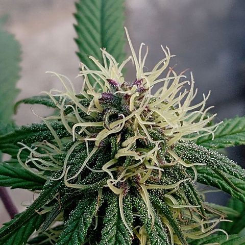 MK 1 growlog timeline photo