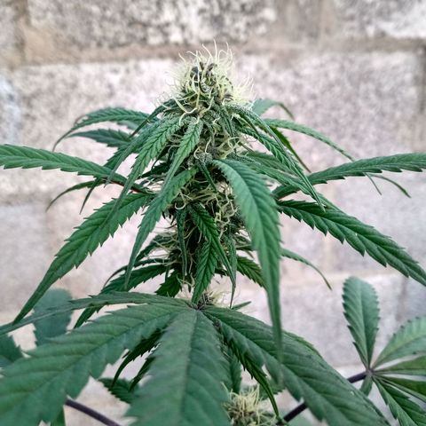 MK 1 growlog timeline photo