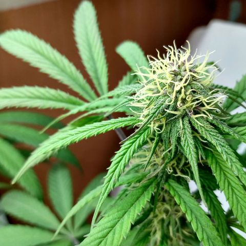 MK 1 growlog timeline photo