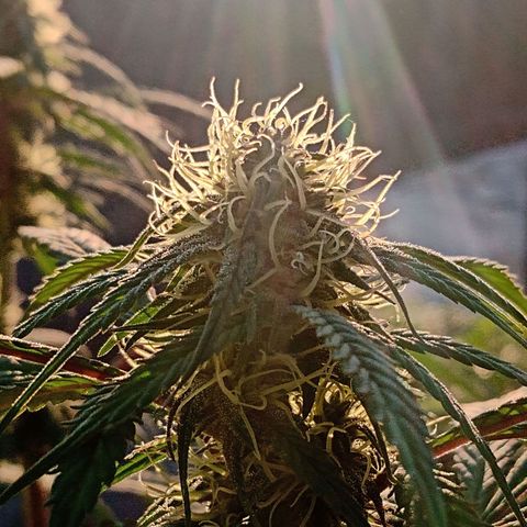 MK 1 growlog timeline photo