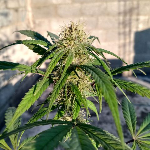 MK 1 growlog timeline photo