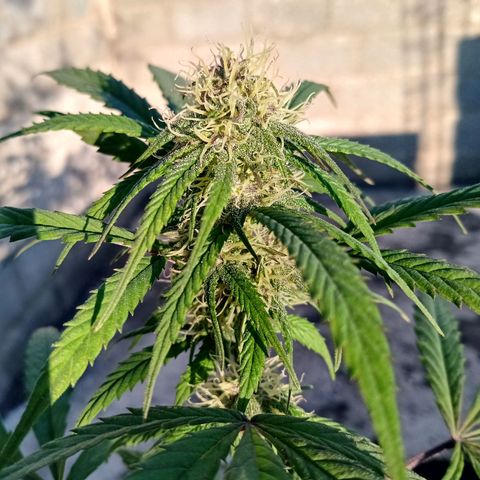 MK 1 growlog timeline photo
