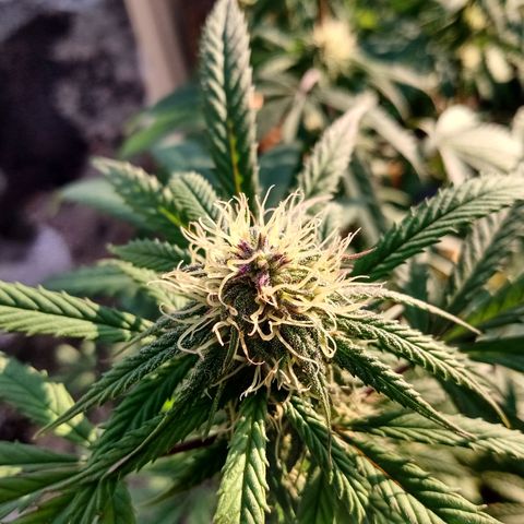 MK 1 growlog timeline photo