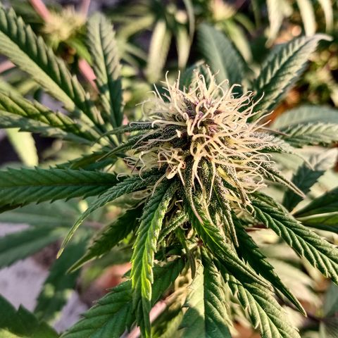MK 1 growlog timeline photo