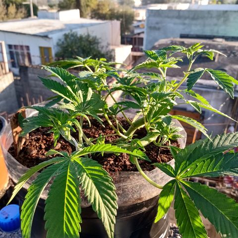 PYK  growlog timeline photo