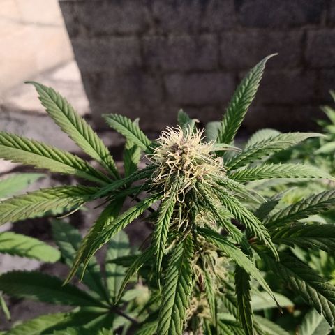 MK 1 growlog timeline photo