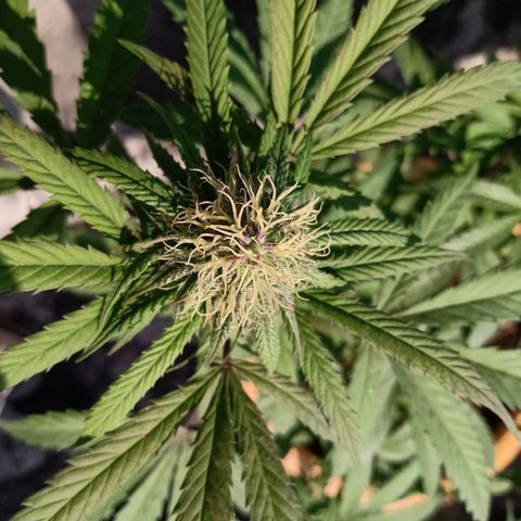 MK 1 growlog timeline photo