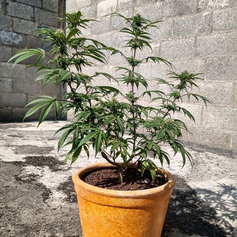 MK 1 growlog timeline photo