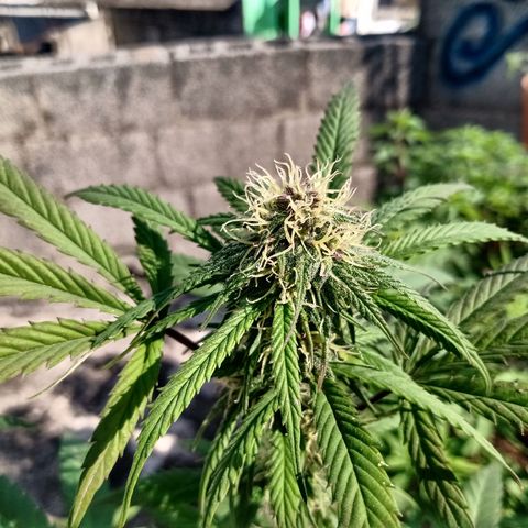 MK 1 growlog timeline photo