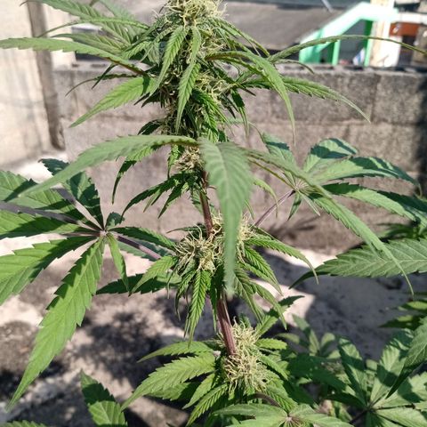 MK 1 growlog timeline photo
