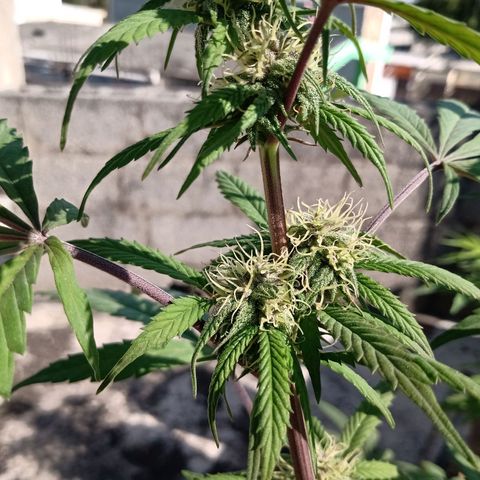 MK 1 growlog timeline photo