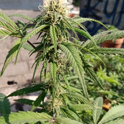 MK 1 growlog timeline photo