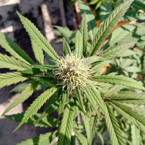 MK 1 growlog timeline photo