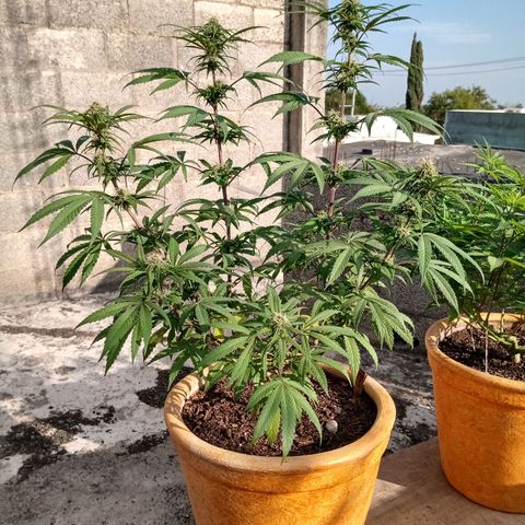 MK 1 growlog timeline photo
