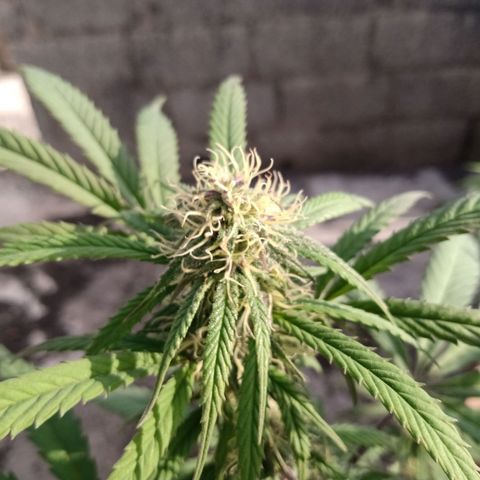 MK 1 growlog timeline photo