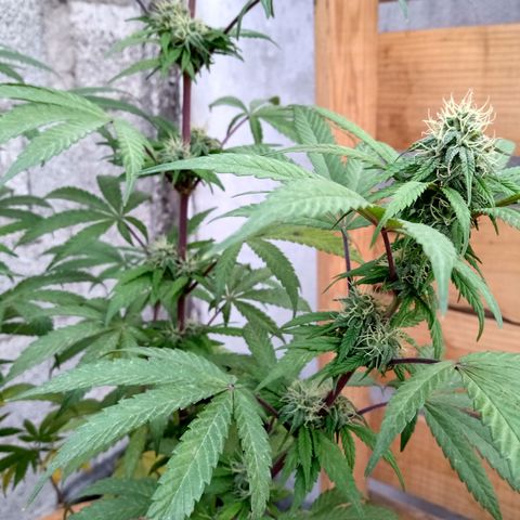 MK 1 growlog timeline photo