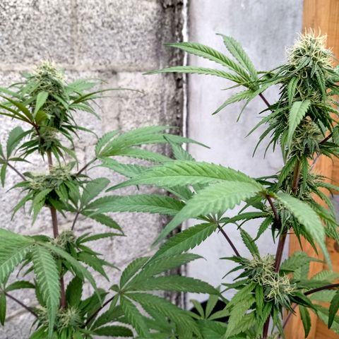MK 1 growlog timeline photo