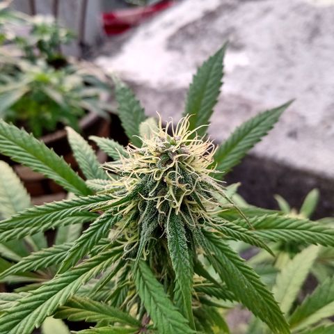 MK 1 growlog timeline photo