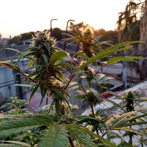 MK 1 growlog timeline photo