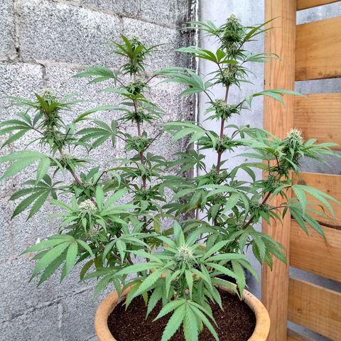 MK 1 growlog timeline photo
