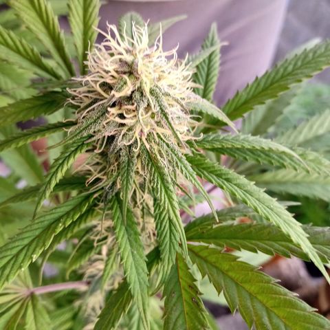 MK 1 growlog timeline photo